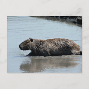 Capybara in het water briefkaart