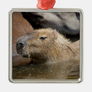 Capybara in water metalen ornament