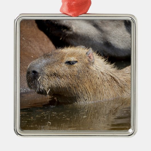 Capybara in water metalen ornament (Voorkant)