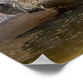 Capybara in water poster (Hoek)