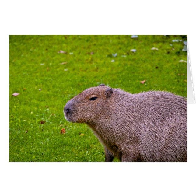 Capybara Kaart (Voorkant Horizontaal)