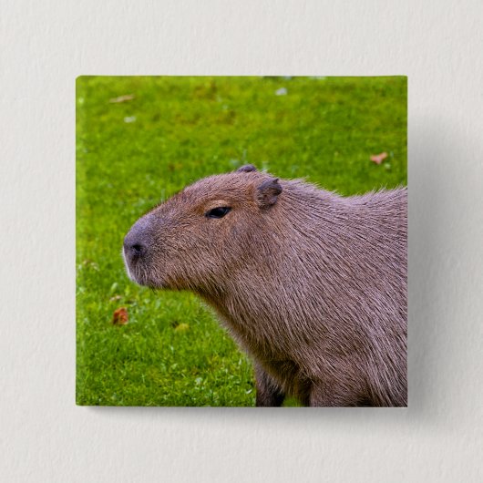 Capybara Knop Vierkante Button 5,1 Cm (Voorkant)