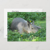 Capybara - Large Rodent Briefkaart (Voorkant / Achterkant)