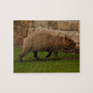 capybara legpuzzel