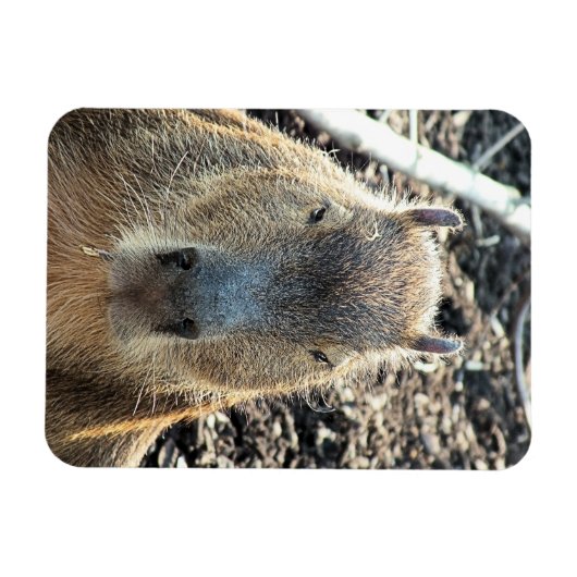 CAPYBARA MAGNEET (Horizontaal)