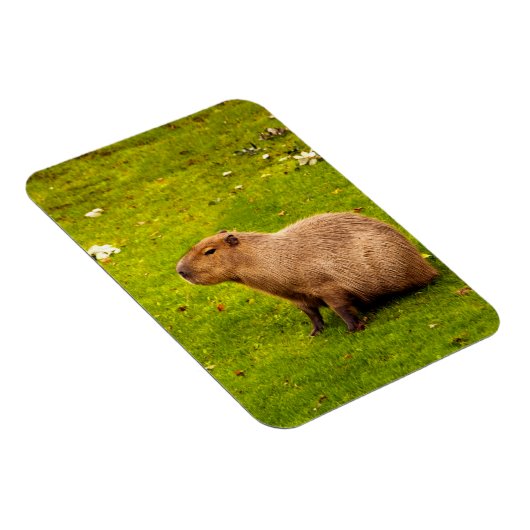 Capybara Magneet (Rechterzijde)