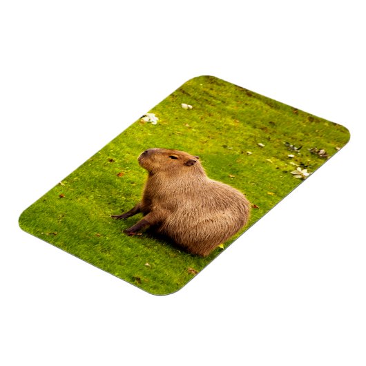 Capybara Magneet (Linkerzijde)