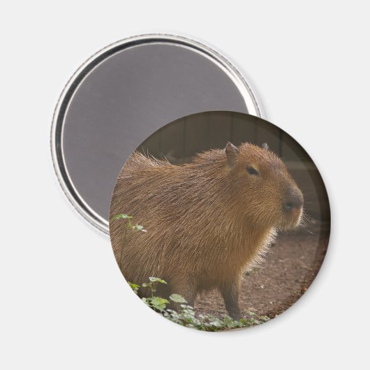 Capybara Magneet (Voorkant / Achterkant)
