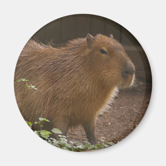 Capybara Magneet (Voorkant)