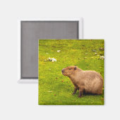 Capybara Magneet (Voorkant / Achterkant)