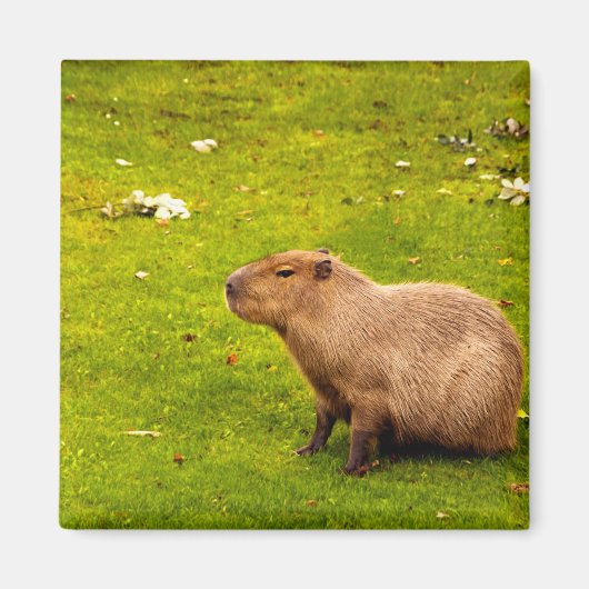 Capybara Magneet (Voorkant)
