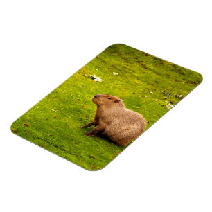 Capybara Magneet