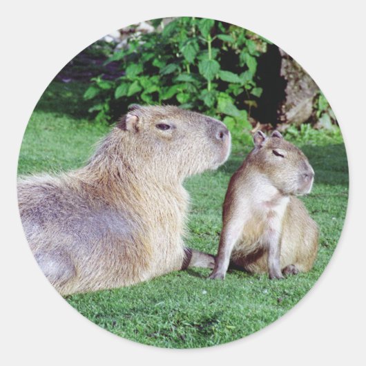 Capybara Moeder en Zoon Stickers (Voorkant)