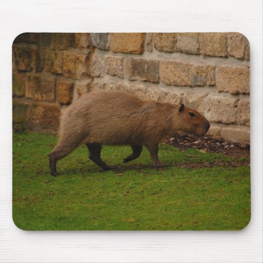 capybara muismat (Voorkant)
