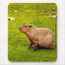 Capybara Muismat