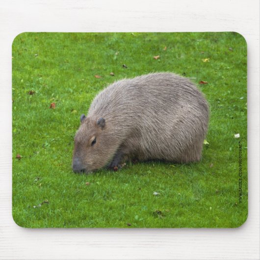 Capybara Muismat (Voorkant)