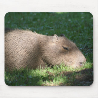Capybara Muismat