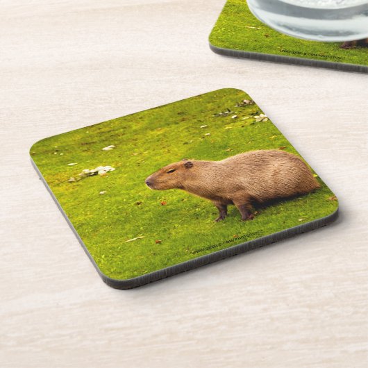 Capybara Onderzetter (Linkerzijde)