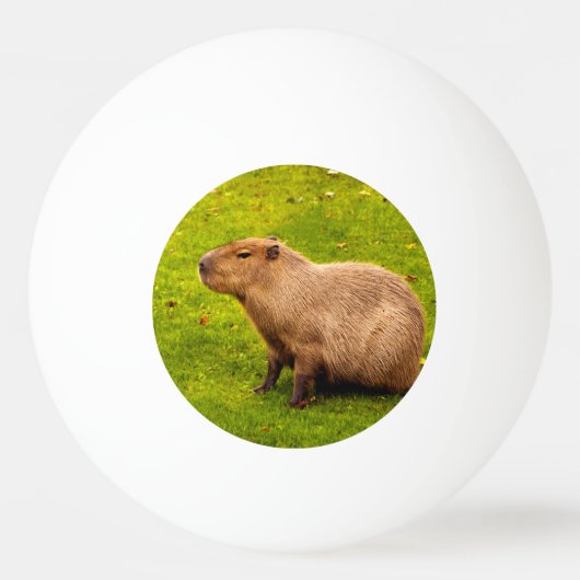 Capybara Pingpongballen (Voorkant)