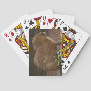 Capybara Pokerkaarten