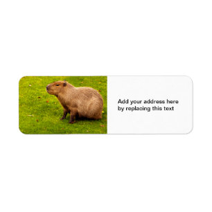 Capybara Retouradreslabels Etiket
