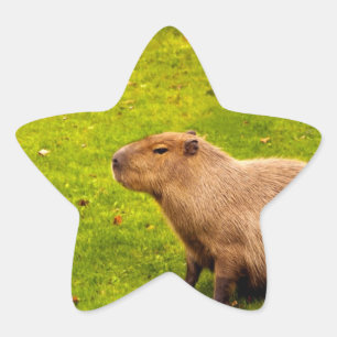 Capybara Ster Sticker