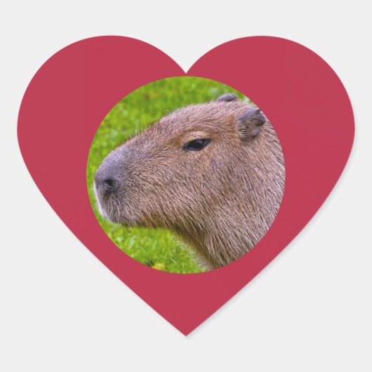 Capybara Sticker (Voorkant)