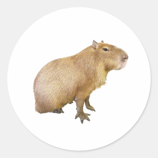 capybara sticker (Devant)