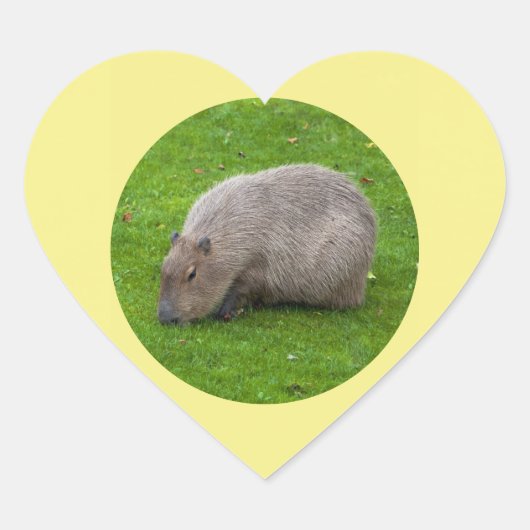 Capybara Sticker (Voorkant)