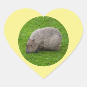 Capybara Sticker