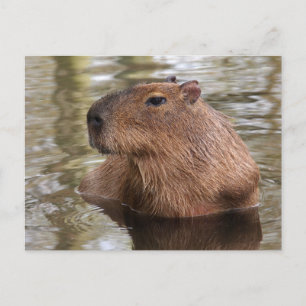 Capybara Swimming Briefkaart
