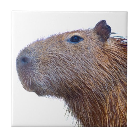 Capybara Tegeltje (Voorkant)