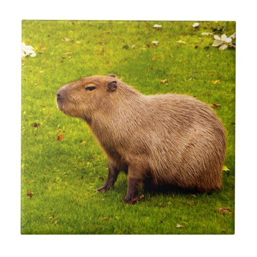 Capybara Tegeltje (Voorkant)