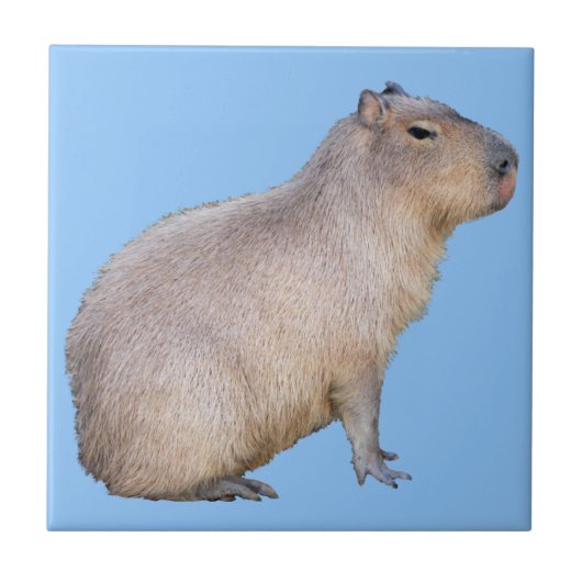 Capybara Tegeltje (Voorkant)