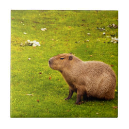 Capybara Tegeltje