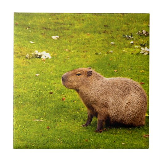 Capybara Tegeltje (Voorkant)