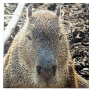 CAPYBARA TEGELTJE