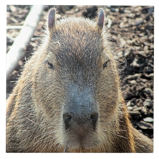 CAPYBARA TEGELTJE (Voorkant)