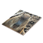 CAPYBARA TEGELTJE (Zijkant)
