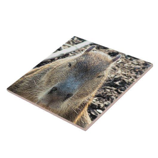 CAPYBARA TEGELTJE (Zijkant)