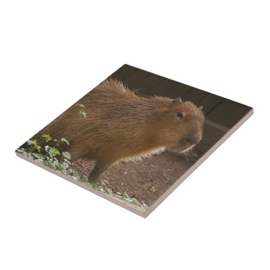 Capybara Tegeltje (Zijkant)