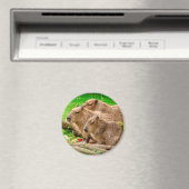 Capybara Trio Magneet (Insitu (Vaatwasser))