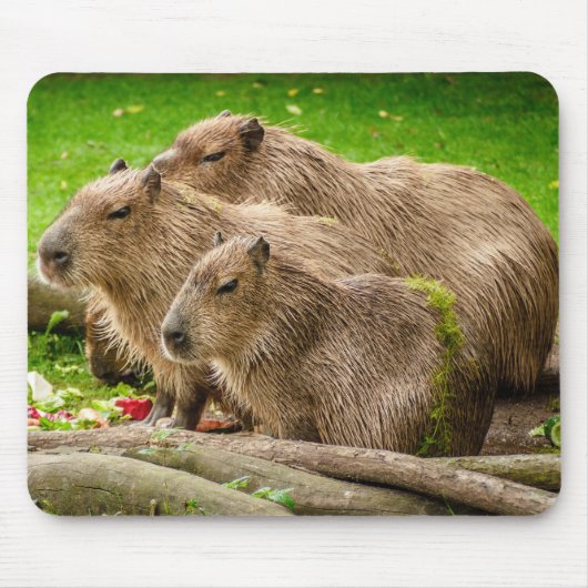 Capybara Trio Muismat (Voorkant)