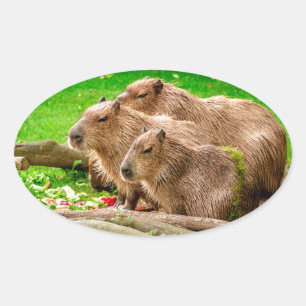 Capybara Trio Ovale Sticker