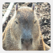 CAPYBARA VIERKANTE STICKER (Voorkant)
