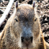 CAPYBARA WILDE DIEREN LEGPUZZEL