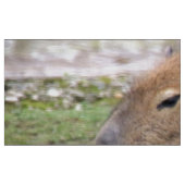 Capybaras adorables, tissu (Fat Quarter)