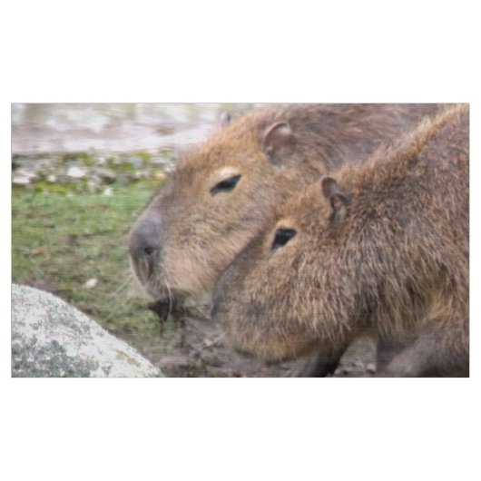 Capybaras adorables, tissu (Yard)