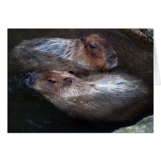Capybaras dans l'eau