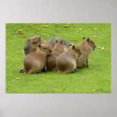 Capybaras Poster (Voorkant)